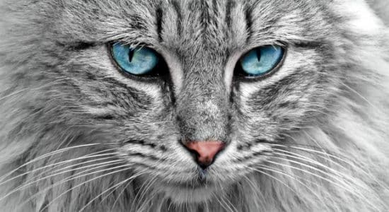 Sites de chat libre