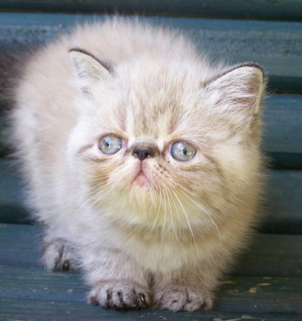 Photos de l&rsquo;Exotic Shorthair