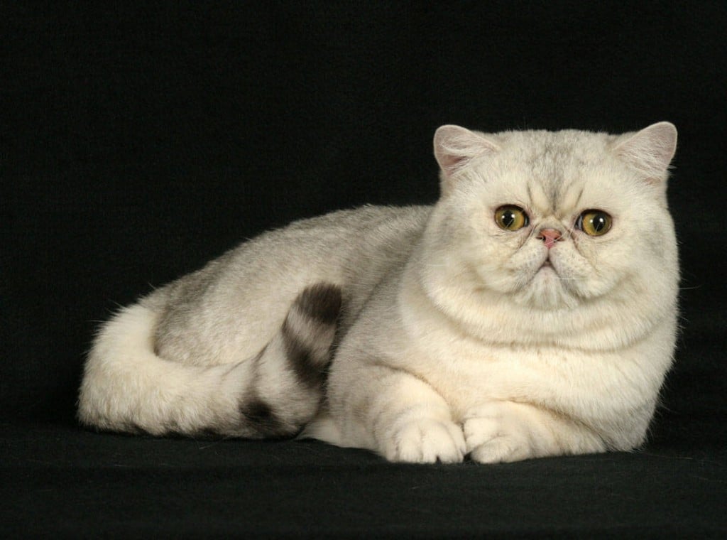 Photos de l&rsquo;Exotic Shorthair