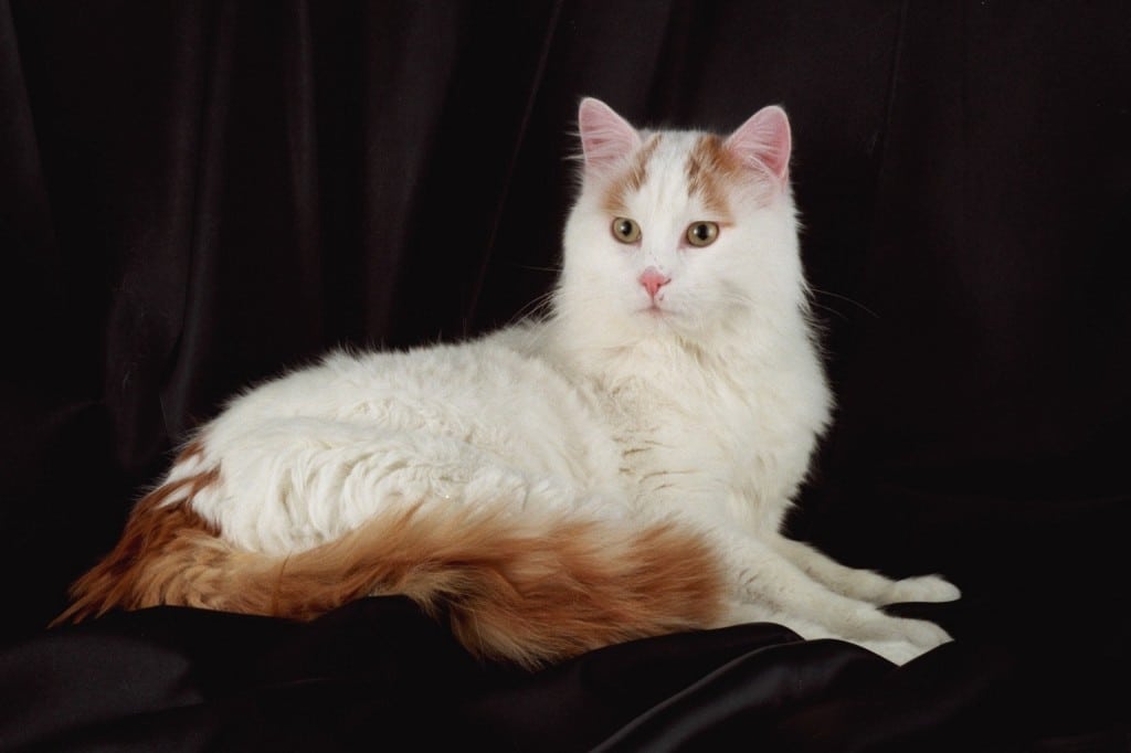 photo Turkish Van