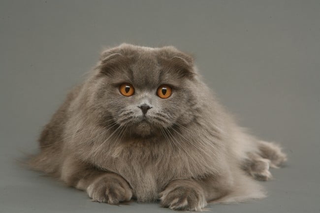 Photos de Scottish Fold