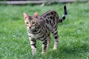 chat-bengal