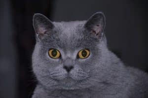 chat-british-shorthair