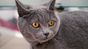 chat-chartreux