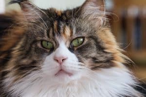 chat-maine-coon