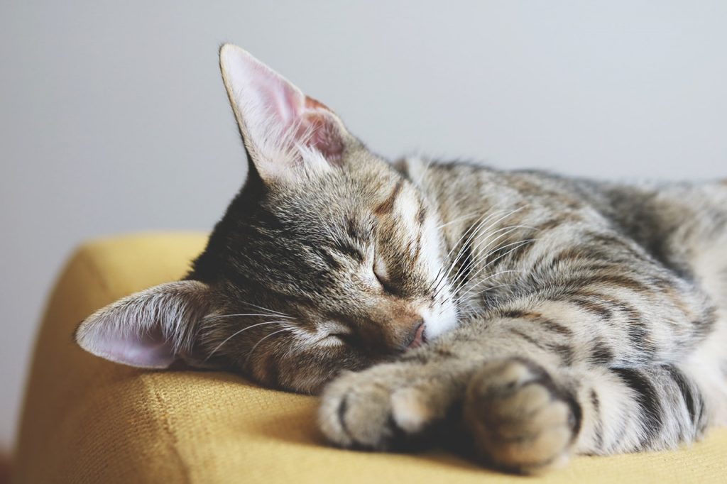 chat endormi sur un canapé jaune