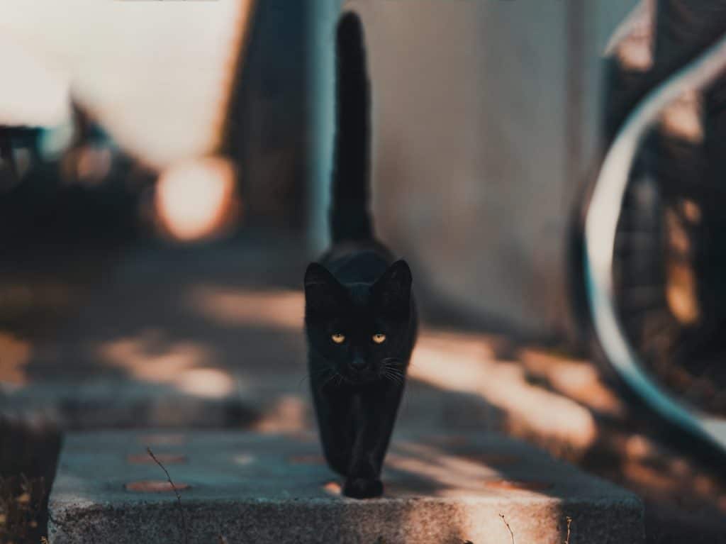 chat noir qui marche dans une rue