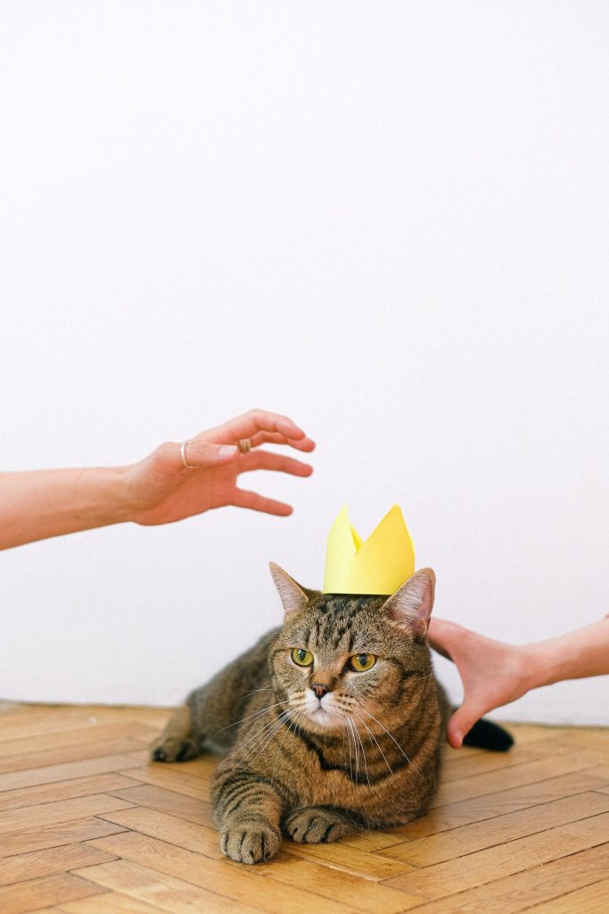 chat tigré avec une couronne en papier sur la tête