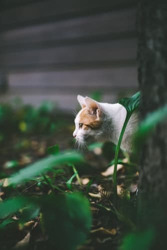 Photos de chats au jardin