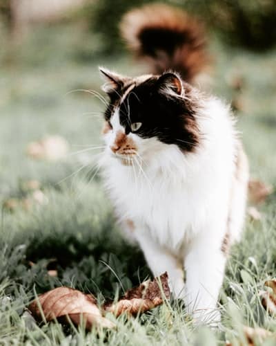 Photos de chats au jardin