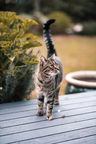 Photos de chats au jardin