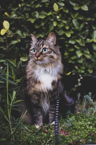 Photos de chats au jardin