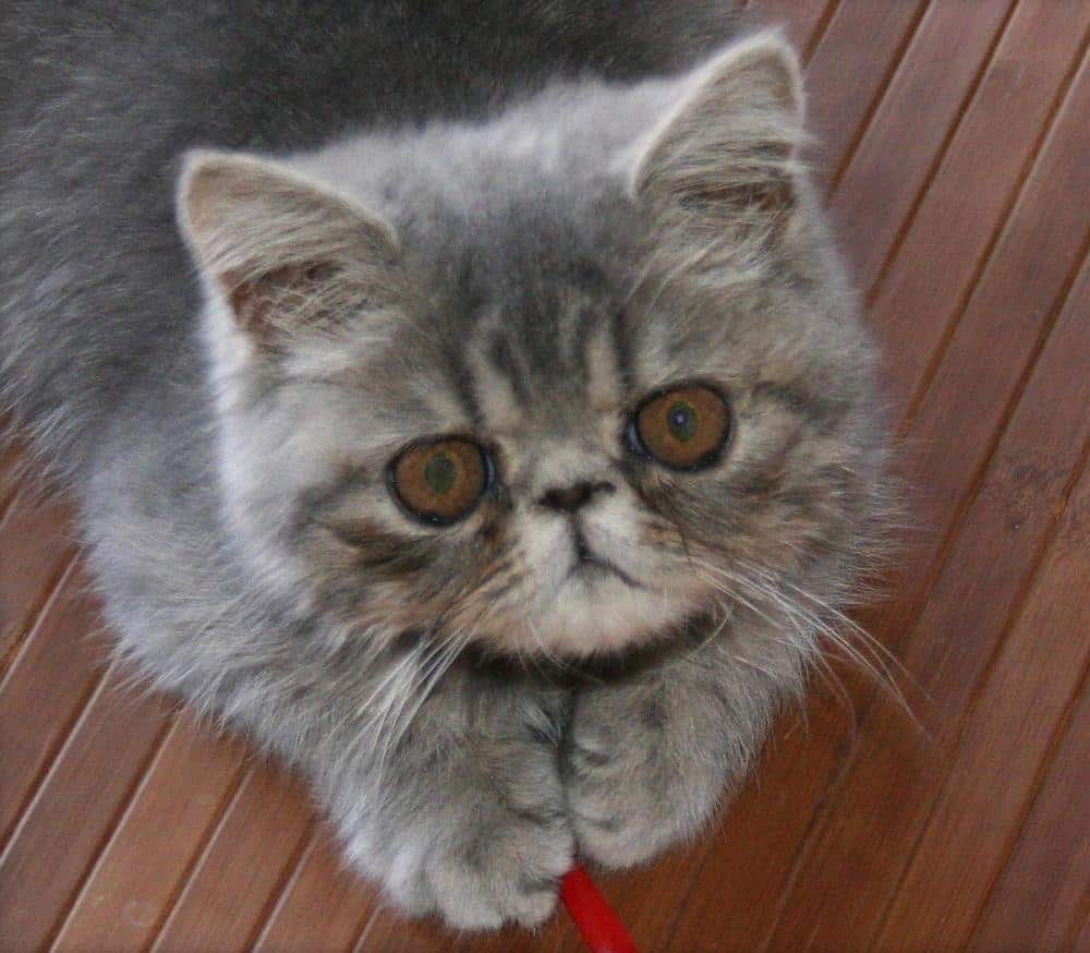 Photos de l’Exotic Shorthair