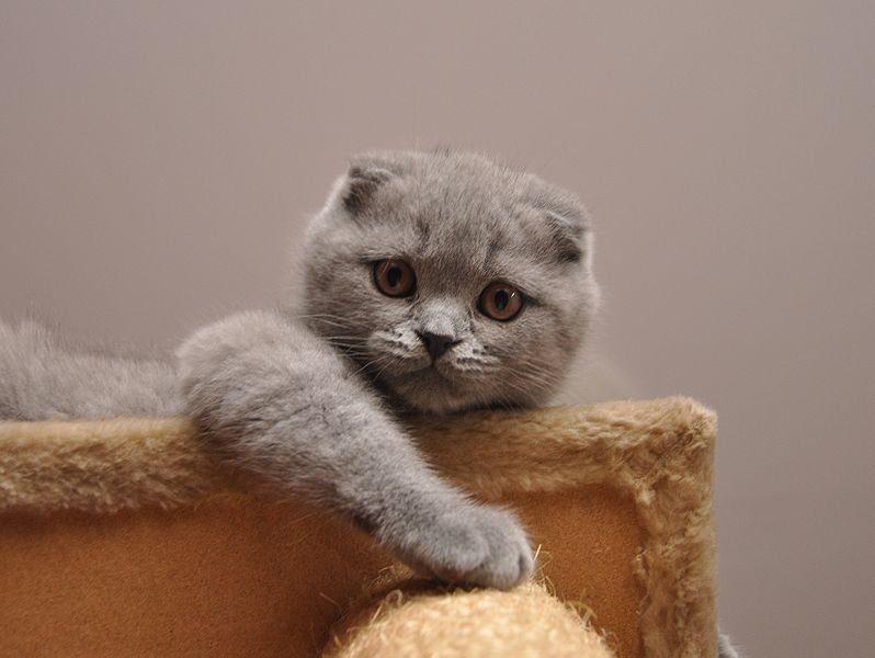 Photos de Scottish Fold