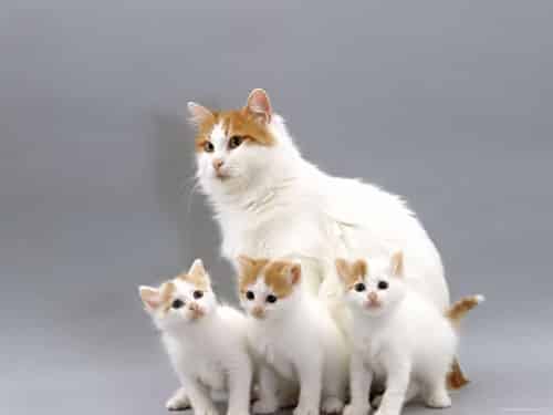 photo chat Turkish Van