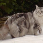 Maine Coon