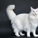 Maine Coon