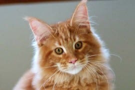 Maine-Coon-roux