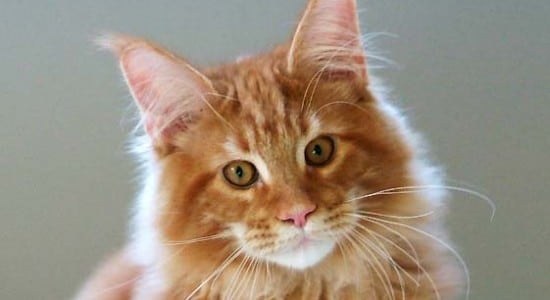 Maine-Coon-roux