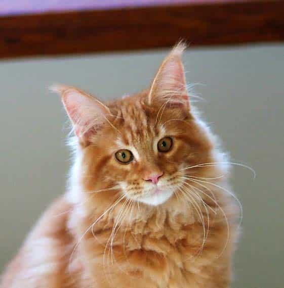 Maine-Coon-roux