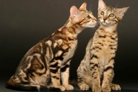 bengal