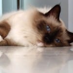 Birman