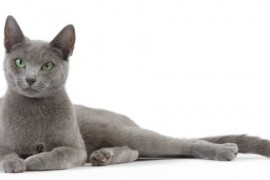 bleu-russe-chat