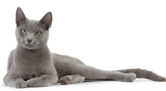 bleu-russe-chat