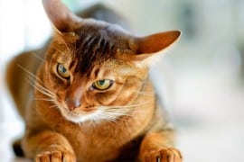 chat-abyssin