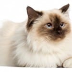 Birman