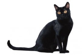 chat-bombay