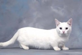 chat-munchkin-blanc