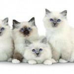 Birman