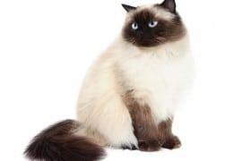 Himalayen