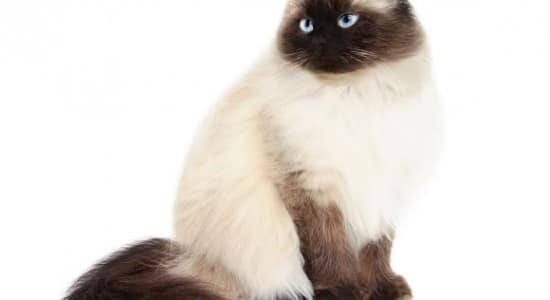 Himalayen