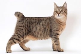 pixiebob-chat
