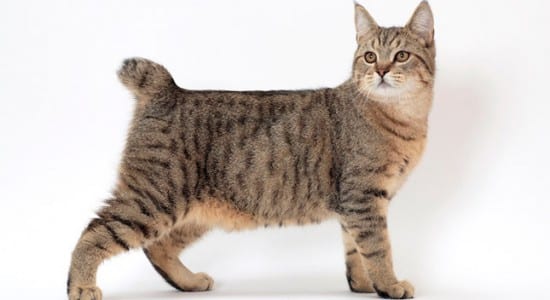 pixiebob-chat