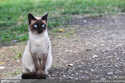 Chat de race : comment bien le choisir ?