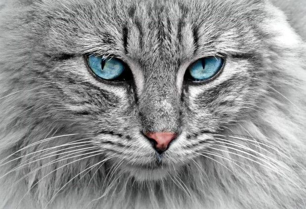 Le top 10 des chats de race les plus populaires