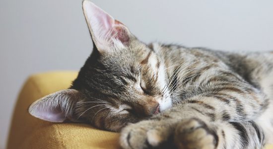 chat endormi sur un canapé jaune