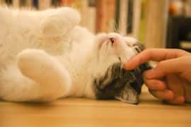 main qui caresse la tête d'un chat allongé