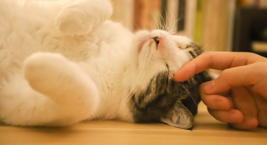 main qui caresse la tête d'un chat allongé