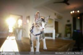 race-de-chat-appartement-choisir-animal-de-compagnie