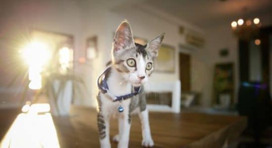 race-de-chat-appartement-choisir-animal-de-compagnie
