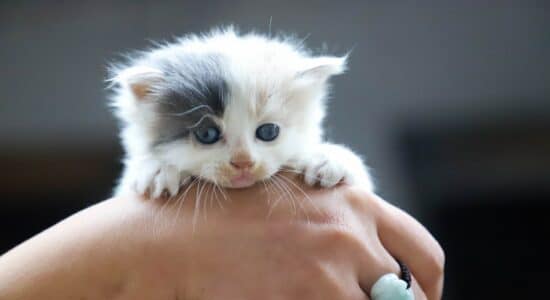 chaton