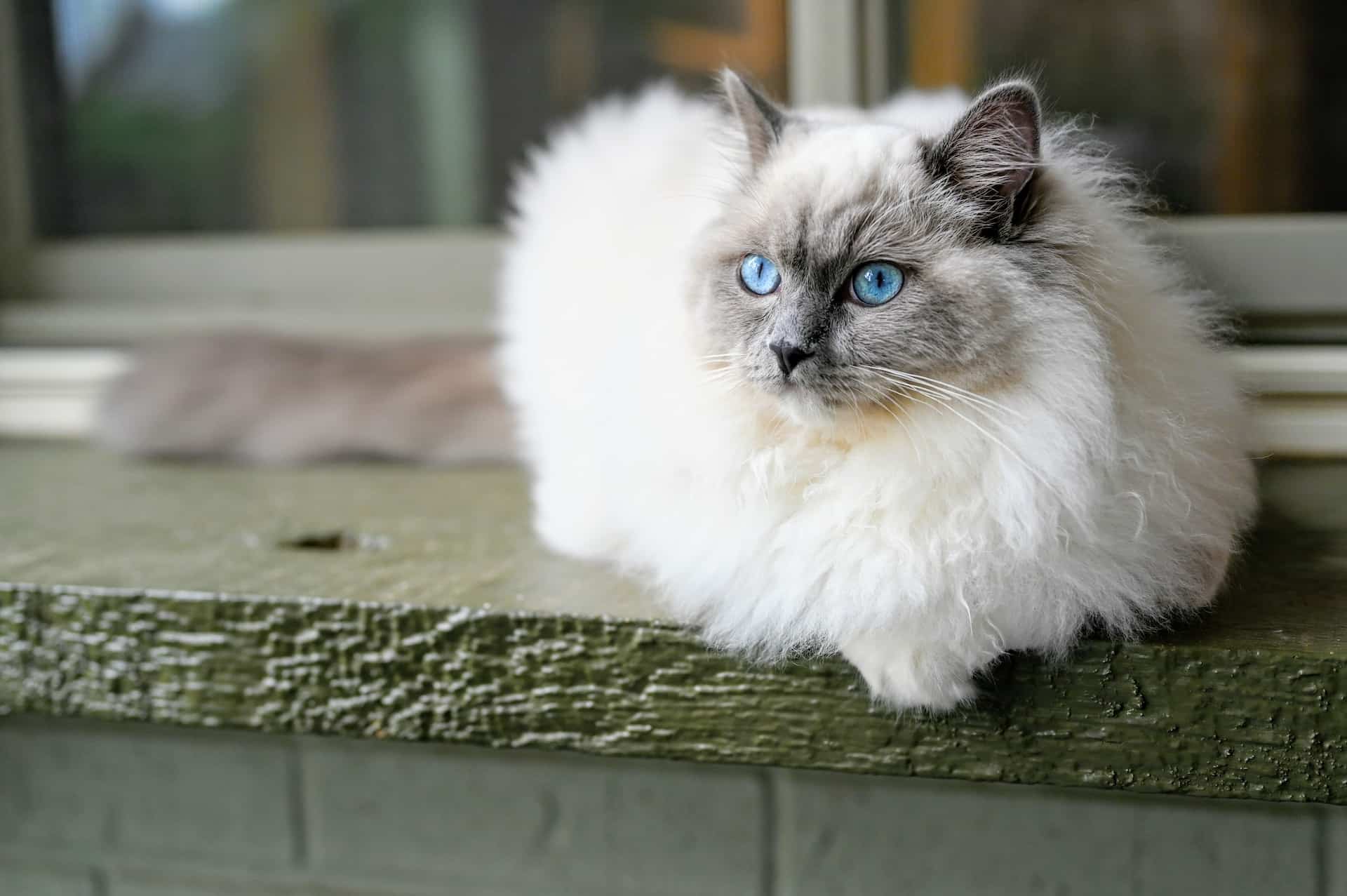 Quel est le caractère du chat Ragdoll ?