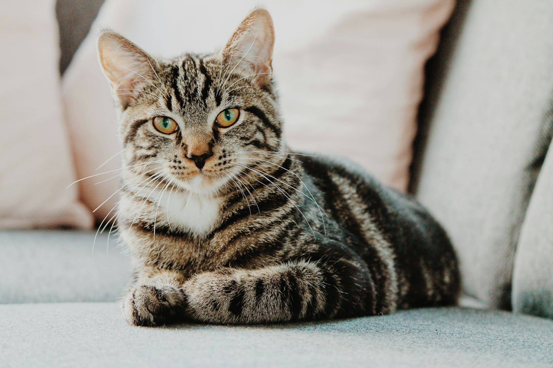 pancréatite chat